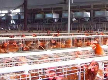 養殖場通風（fēng）應用